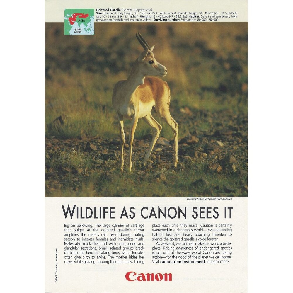 2009 Canon Camera Photography Full Page Print Ad Original Deer in Woods u